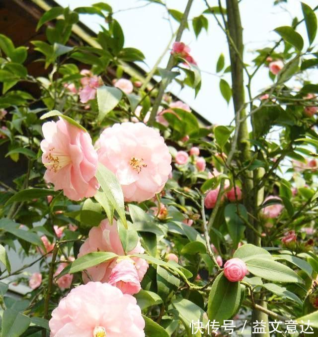 火焰石|茶花有“三怕”，避开不烂根黄叶，“野劲”足冒新芽，砰砰爆出花