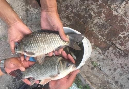 不用蚯蚓和红虫,晚春用这三种“民间配方”上的都是大鲫鱼