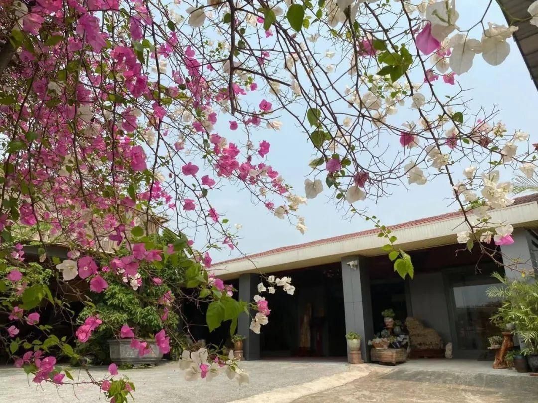 南宁的这棵三角梅成了“网红”，开出三种颜色的花