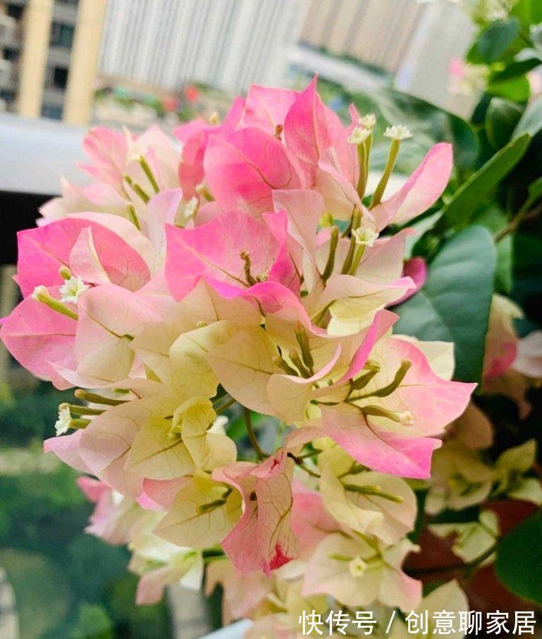 绿樱|养三角梅就养“2种”,颜色多变,勤花好看,经常开花不偷懒