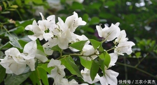 养护|大盆栽的三角梅应该怎么养护呢? 听花农小伟教你