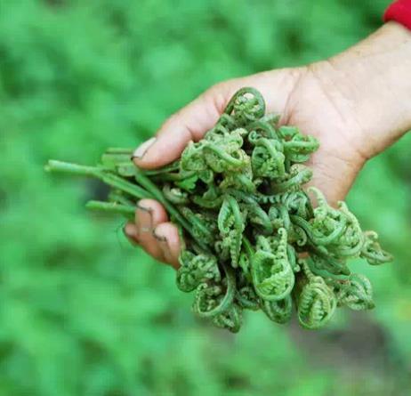 野菜|能够保持爱吃野菜、排毒、美容、明目、消炎、促进血液循环！