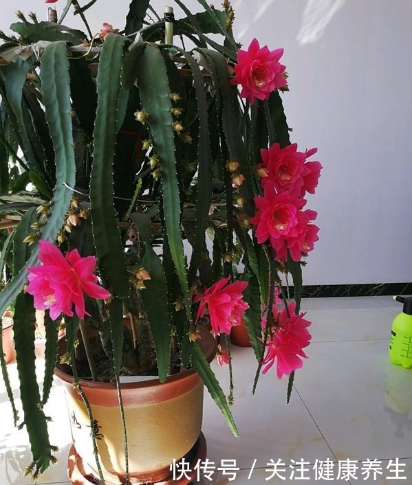 此款盆栽仙人掌,花美似荷花,观赏价值高,室内也能种,值得拥有!