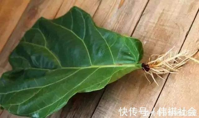 琴叶榕|3种花“太值钱”,不用去买,将“枝叶”拿来扦插,在4月就生根