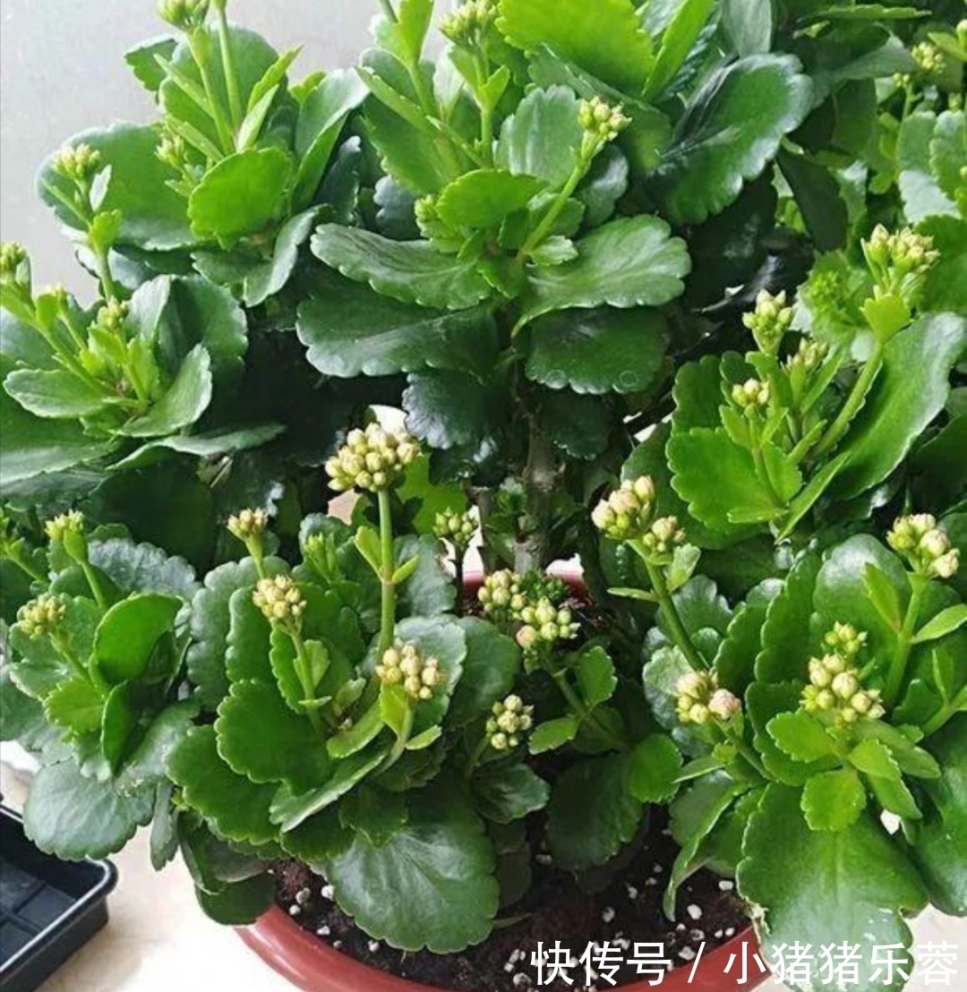夏天|天热了,5种花已经“休眠”,切记不能频繁浇水