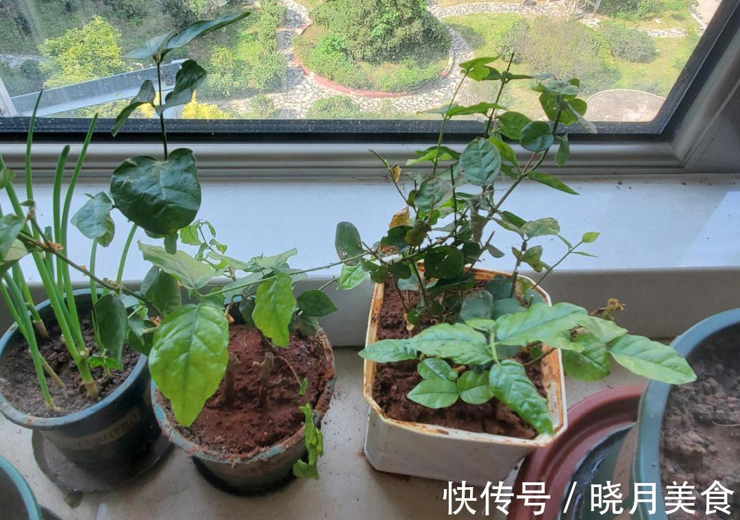 天冷别换盆,尤其这10种花,土一松就危险