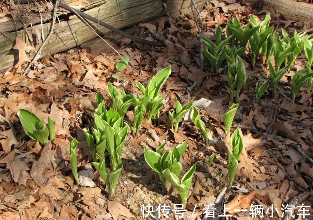 盆栽|6种富贵花，冬天爱“装死”，好好“伺候着”，来年繁花多几倍