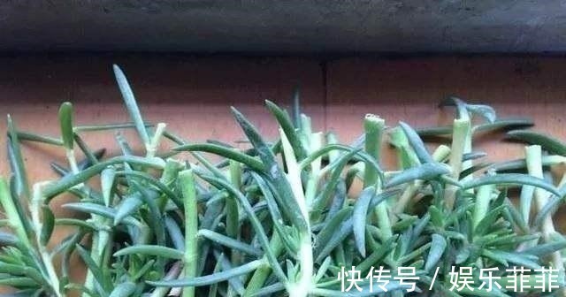 长寿花|悄悄告诉你,此5种花,掐个叶就生根,懒人都能养开花!