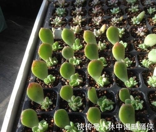 叶插多肉难成活?教你几个小技巧,个个出芽快,一次繁殖出一片!