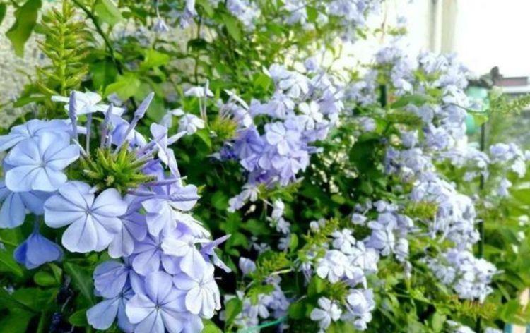 养花就养4种花,家里养一盆,花大色艳很漂亮,谁养谁爱