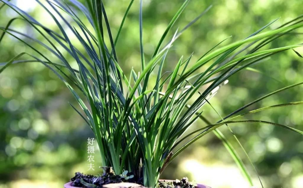 兰友|兰花怎么养到爆盆?三点诀窍,知道就很容易了