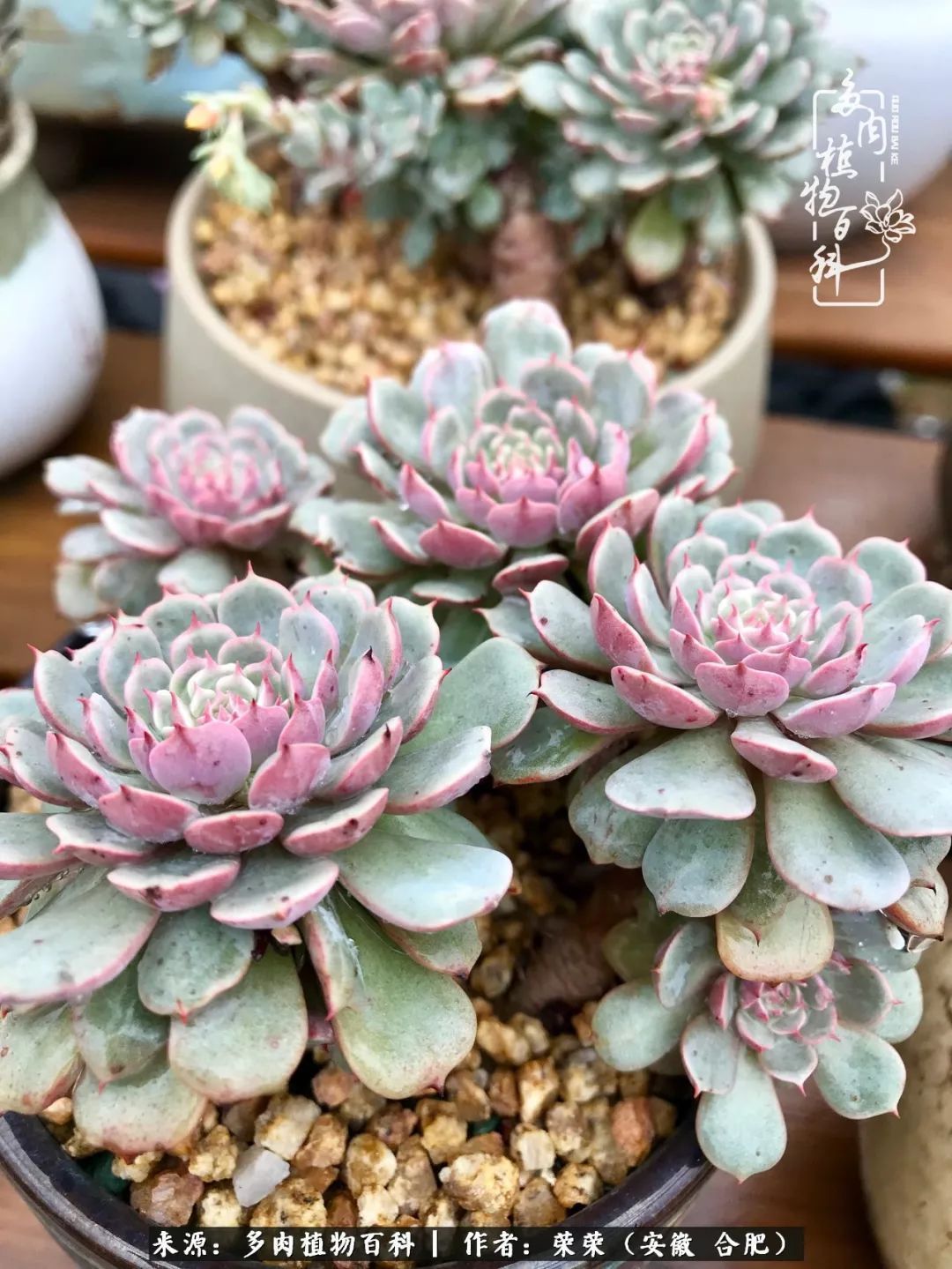 金秋时节,变化带来的惊喜不正是养肉的乐趣所在么!