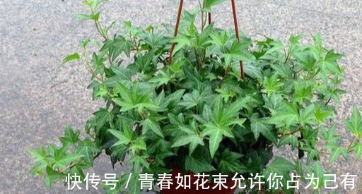 盆栽|这几种花卉盆栽号称“天然空气清道夫”,养上一盆,不失眠睡得香