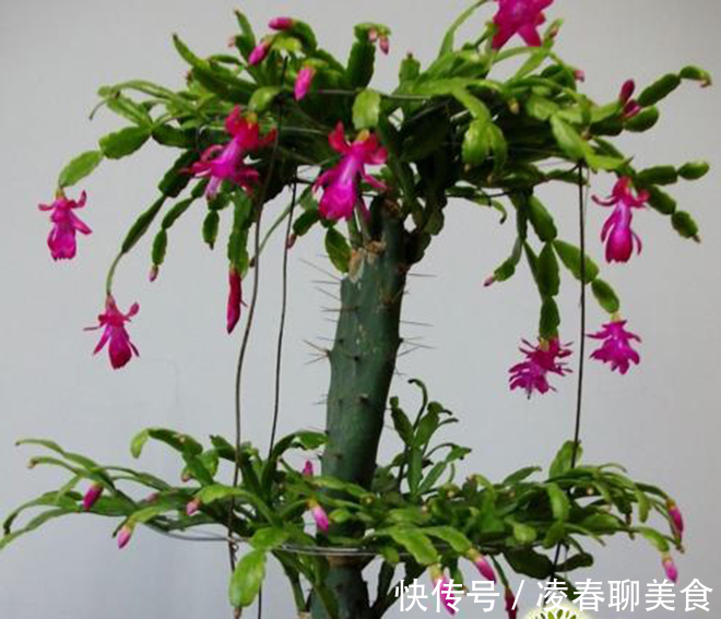 土豆|土豆嫁接西红柿，花盆长满土豆，枝上挂满西红柿，换着吃，特新鲜