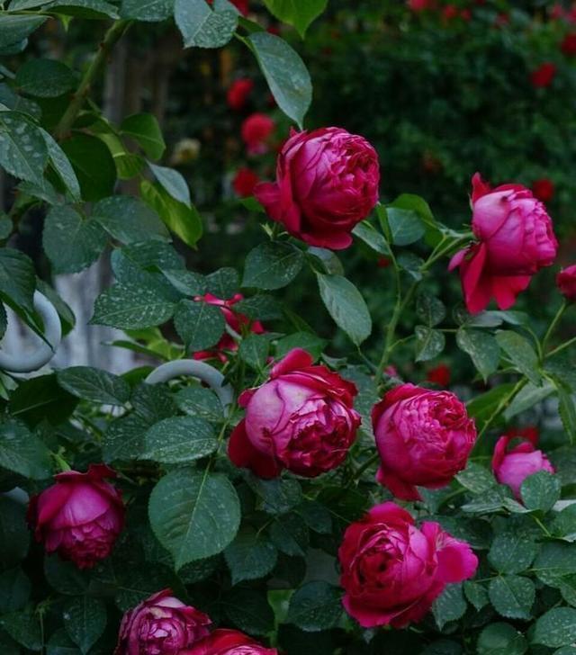 月季修剪藤本月季修剪,灌木月季修剪,微月修剪,这里讲透了