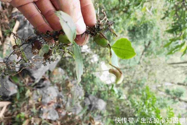 大爷在石壁上发现一块“兰花”,如今很稀少,盆栽会结豆!
