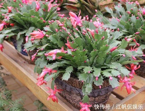 冬天开花的5种盆栽花，好养又好看，适合新手，值得拥有！