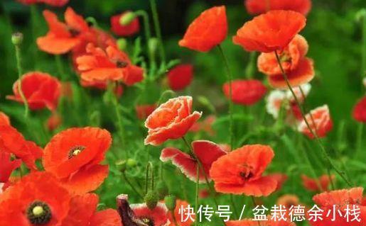 金钟花|8月19日-9月3日,庭院选这几款花,颜色丰富,花美似牡丹