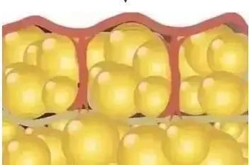 身材|女子健美冠军，用身材向你证明，女性健身只会让你更好看