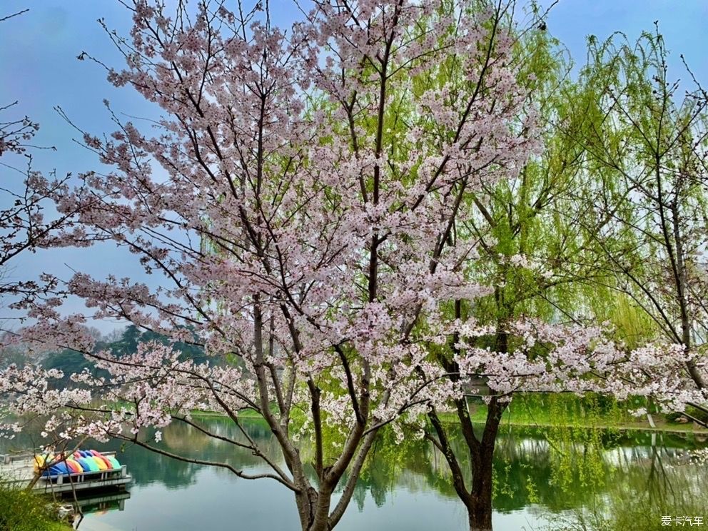 玄武湖|打卡：玄武湖樱花节