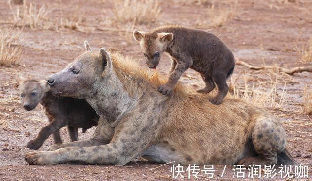 |动物搞笑照片的背后,是狮子的生存逻辑,和雄狮对流言蜚语的辩白