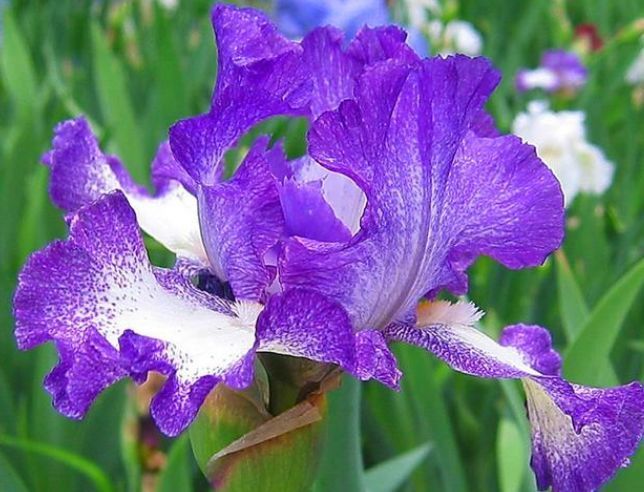 4种福运花,自带福气好养活,人养花,花也养人,家里养真适合