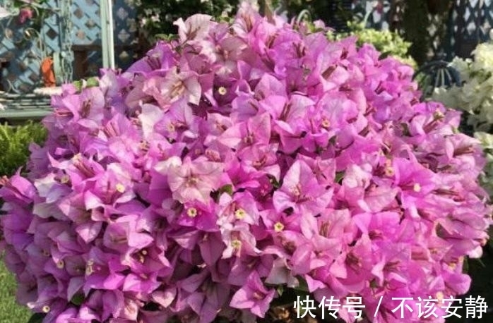 几款花卉，幽香暗淡，花型圆滚惹人爱，新手也能养很好