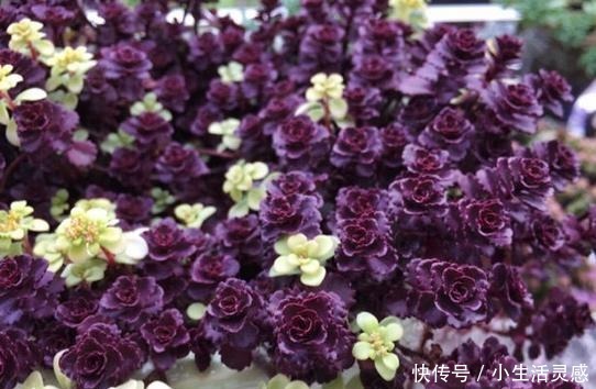 令人陶醉的小球玫瑰,不得不说小球玫瑰的爆盆能力太强!