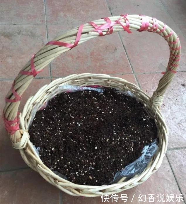 她在医院垃圾桶“捡篮子”，拿来种多肉“颜值高”，人见人爱