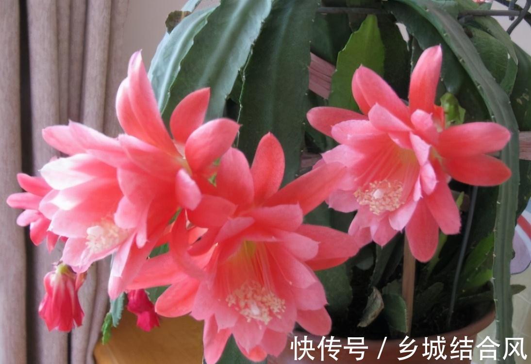 5种“漂亮花”,掰个叶子插土里,7天长出大白根,一盆繁殖几十棵