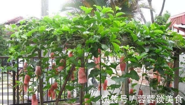 有1种“水果”,剪根枝条插土里,15天生根,结出果子“吃不完”