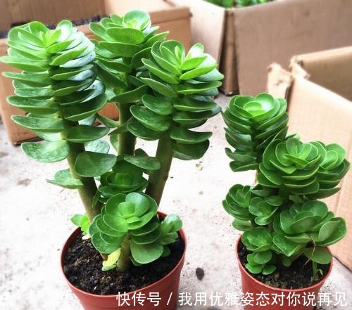 第一次养花，就养一盆“阳台精品” 金钱木，清新淡雅，高贵典雅