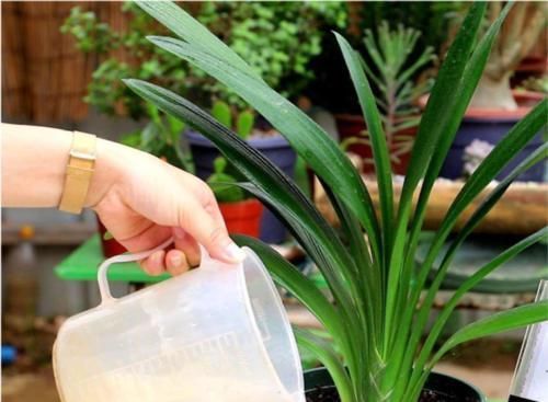 君子兰开花的关键在养根,做好这5点,让你开花不断