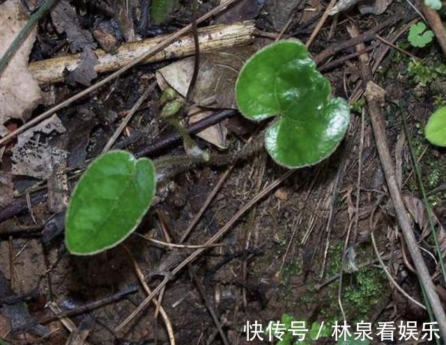山上的1种“植物”，没有“1米高”，1斤却能卖“40元”，要珍惜