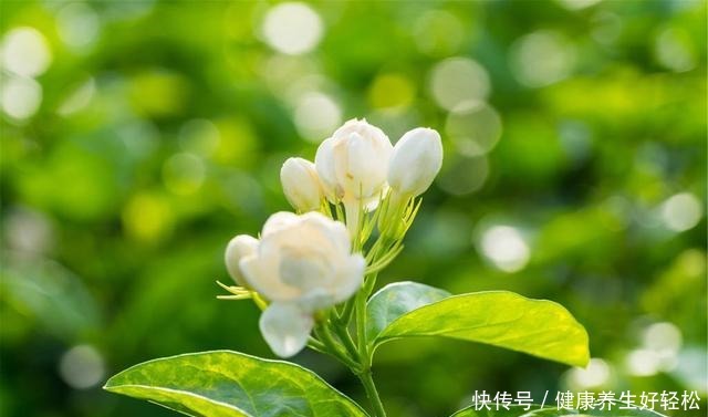 养7种花,浇水容易冻死,干养才是过冬的“法宝”!