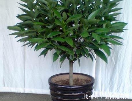 有钱人都喜欢这三种绿植,既上档次又耐活,轻松养到长不停