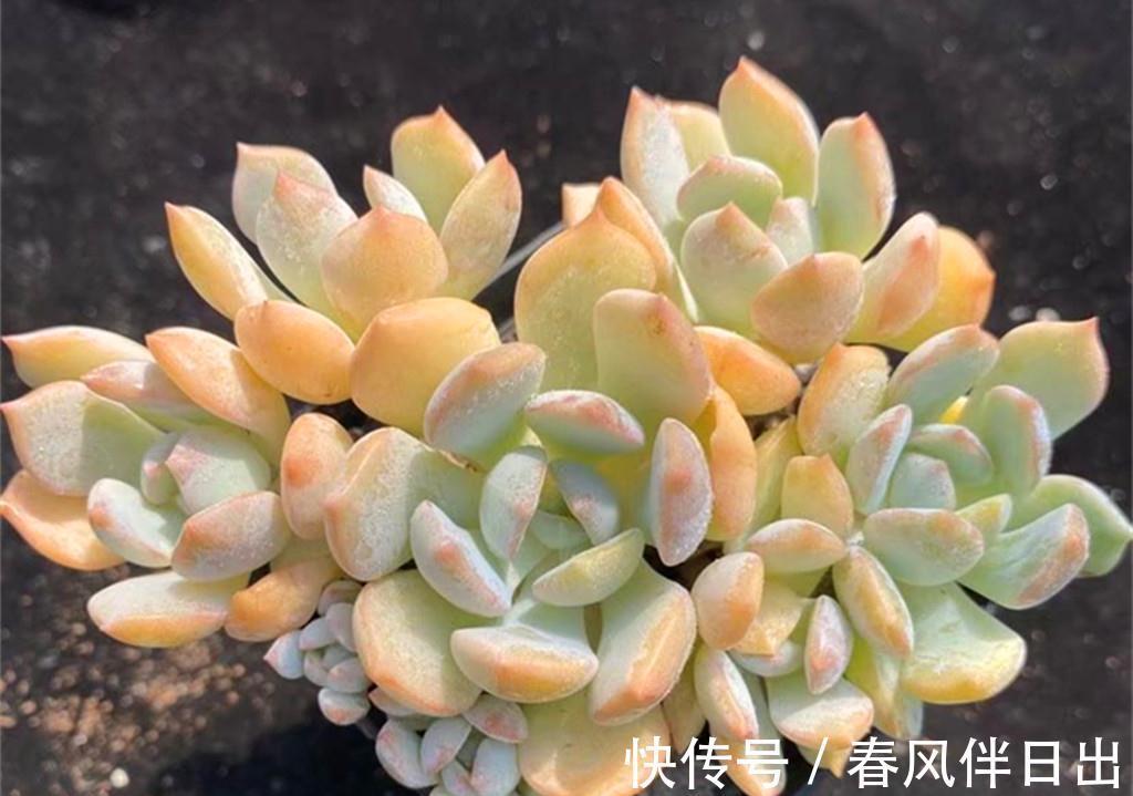 多肉界从不以瘦为美，环肥才是王道，把多肉养胖有三个高招