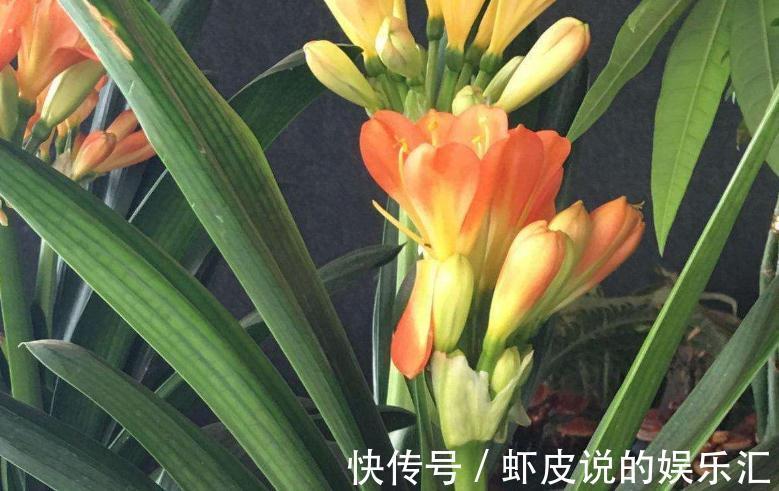 君子兰长歪了，学会3点小技巧，快速纠正变整齐了，见效快