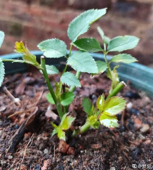 椰糠土|6月,最适合扦插的花,一插就活,大白根冒疯了