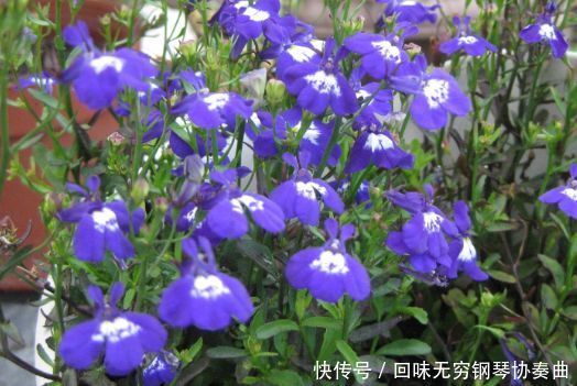 4种花养在家里,被称为花卉界的劳模,开花漂亮一年不停