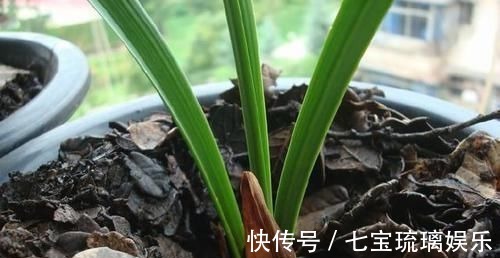 新芽|兰花盆里,放几粒“它”,比啥肥都好使,猛窜新芽,越长越旺