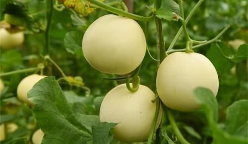 春天到了，多吃三种食物，润肺凉血，润肠排便，早吃早好