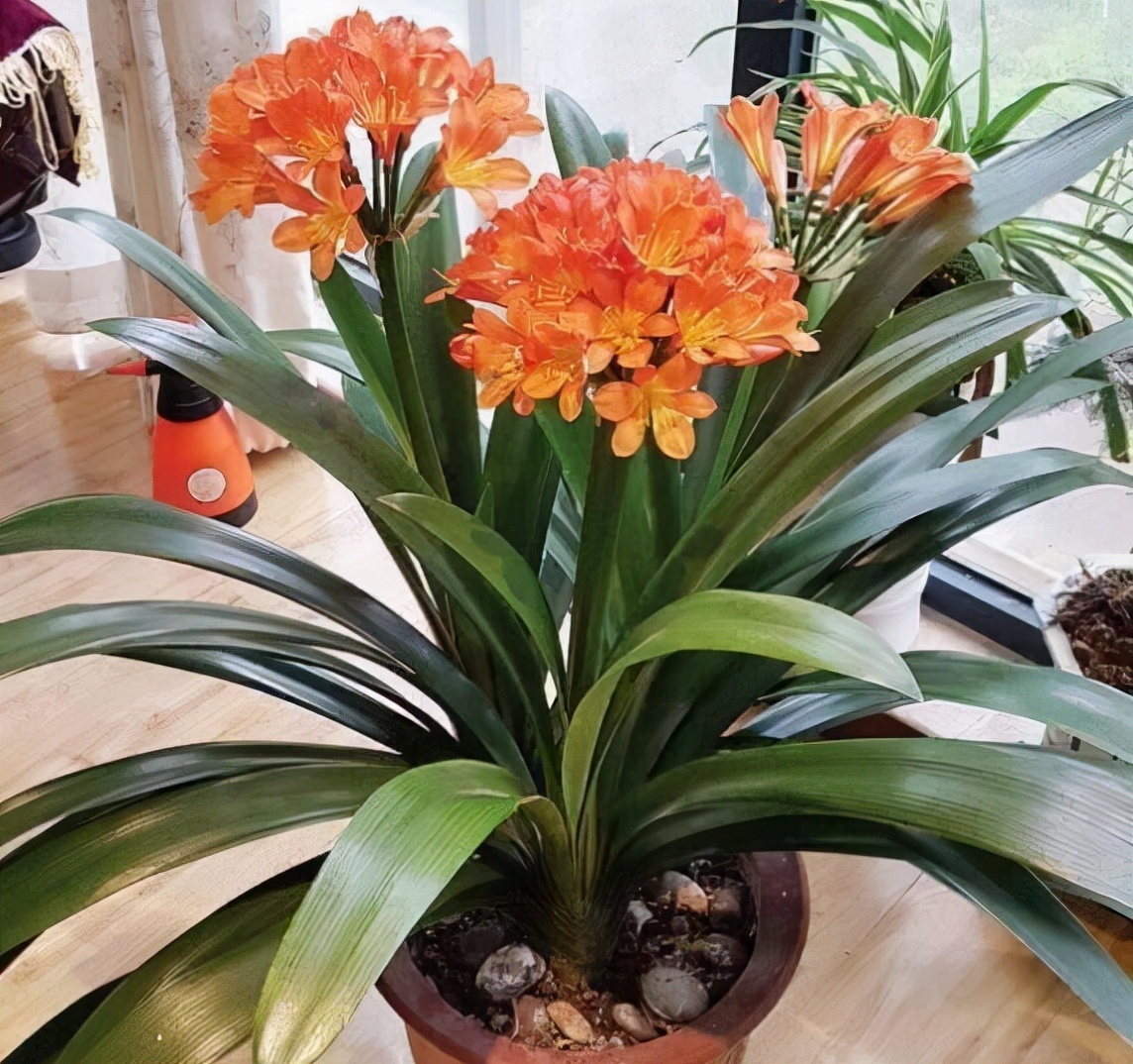 立秋后,3种花要及时“翻盆”,不然影响“生长”和开花