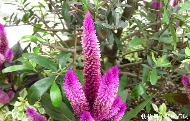  遍布全国的一种野草，它花开能红遍百日，种子价值极高得重视