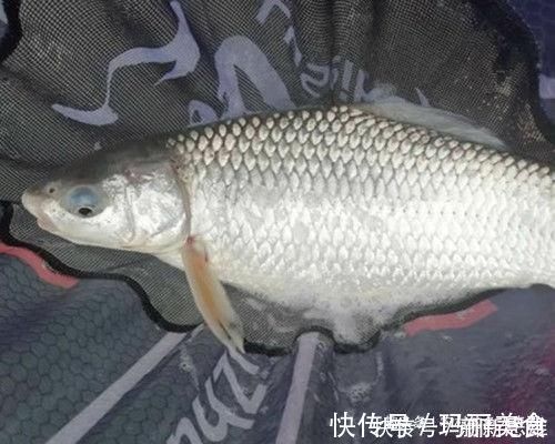 钓灵|用加粗尾浮漂野钓,调漂不对难上鱼,老钓友解析加粗尾的调钓方法