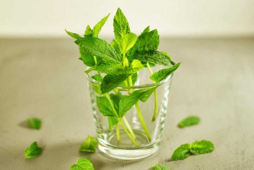 受用|一片薄荷9味药!薄荷的9大顶级妙用,9种不同功效,让你受用一生
