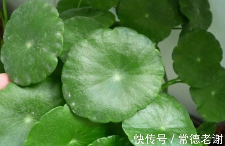 用黑泥巴养铜钱草,叶子一个比一个大