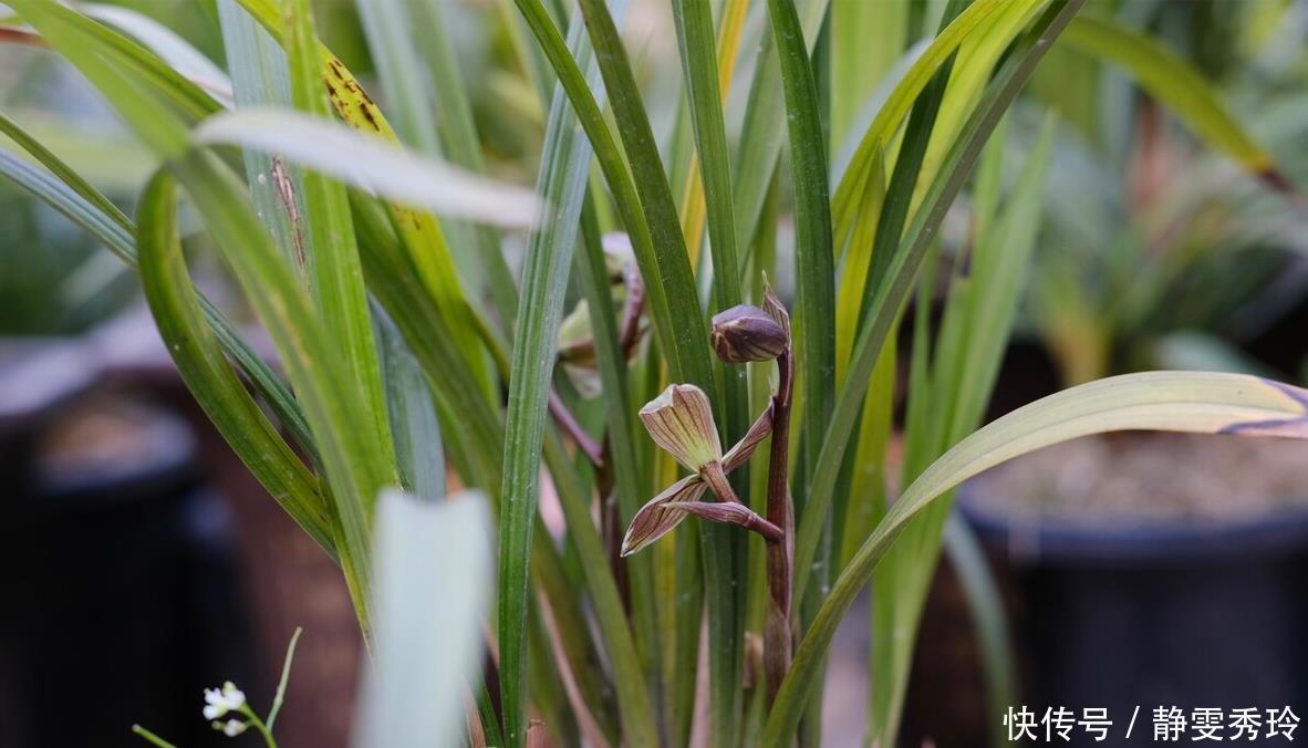 干枯|兰花翻盆：两花不翻、两水不浇、两肥不施，你做对了吗