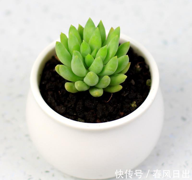 土壤|多肉植物千佛手其实不难养，抓住6个要点，养得健康又漂亮
