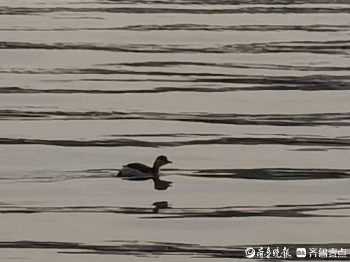 大明湖|天高云淡，济南大明湖美给您看